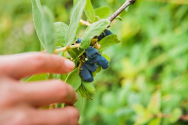  Lonicera caerulea kamtschatica - yenilebilir bahçedeki çalıların üzerinde lezzetli koyu mavi sağlıklı meyve.