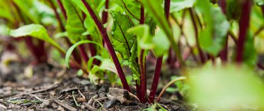 Pancar yeşillikleri - bahçede yetişen mor pancar yaprakları sağlıklı renkli salata mahsulleri için.