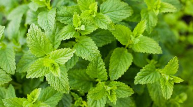 Frenk soğanı, lavanta, biberiye, nane, kedi nanesi ve daha pek çok şeyle çiçek açan bitki bahçesi. Bitkiler ve İlaç Göletleri Bahçesi.