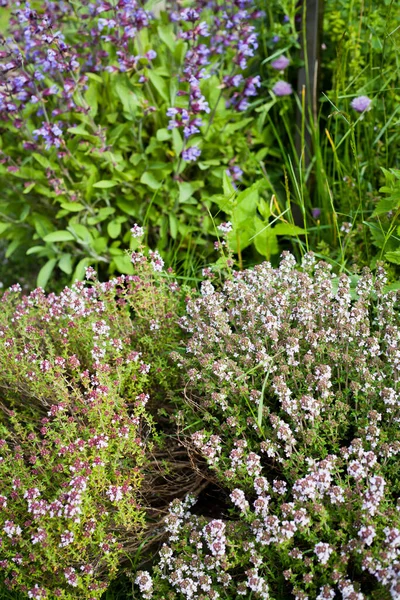 Vacker Blommande Trädgård Med Gräslök Lavendel Rosmarin Mynta Kattmynta Och — Stockfoto