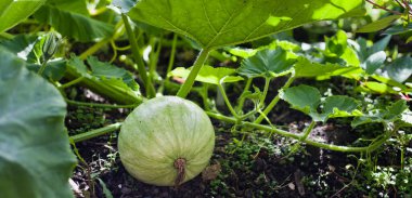 Bahçedeki balkabağı bitkisi. Taç ya da gri lezzetli bir çeşittir..