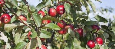 Meyve ağacındaki kırmızı elma çeşidi. Permakültür orman bahçesindeki malus domestica kırmızı şeytan. Küçük meyveler yemyeşil ağaçlarda, meyveler hasat etmeye hazır.
