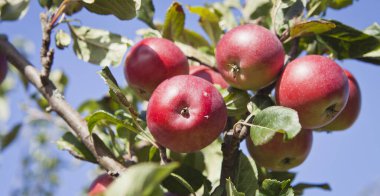 Meyve ağacındaki kırmızı elma çeşidi. Permakültür orman bahçesindeki malus domestica kırmızı şeytan. Küçük meyveler yemyeşil ağaçlarda, meyveler hasat etmeye hazır.