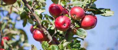 Permakültür meyve bahçesinde olgun taze meyveli kırmızı Davil elma ağacı..