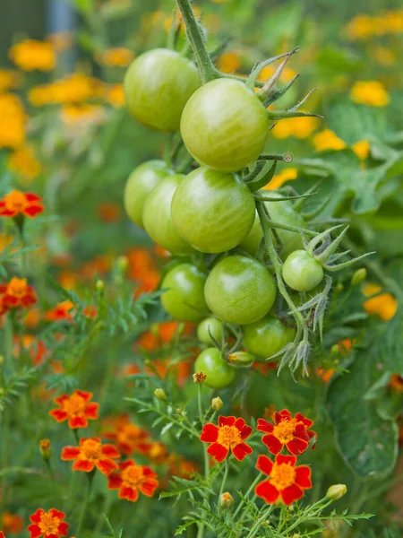 Tomato plants with green fruit and marigolds -  companion plants in permaculture garden.Marigolds helps to pollinate more tomatoes.
