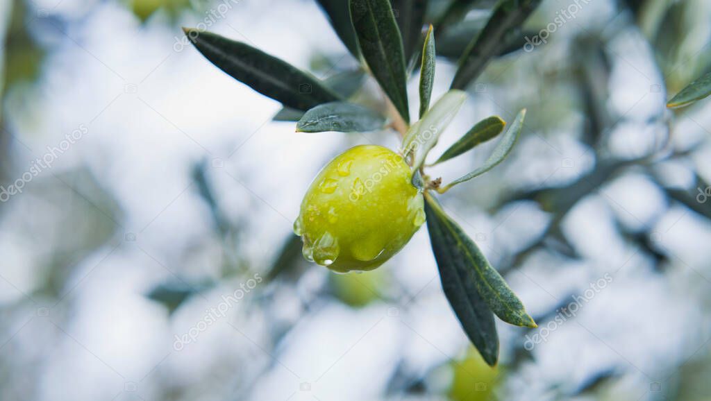 Mediterranean green  oliv oil plantation -  olives on the tree hanging from a branch in the orchard after a fresh summer rain, fruit ready for harvest.