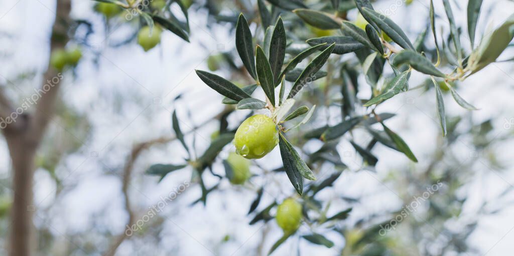 Mediterranean green  oliv oil plantation -  olives on the tree hanging from a branch in the orchard after a fresh summer rain, fruit ready for harvest.