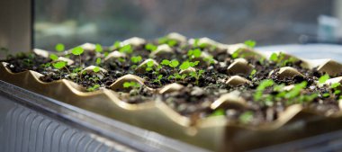 Genç çilek, fragaria anananassa tohumu, plastik tepside. Bütçede yeniden kullanılabilir materyallerle bahçıvanlık.