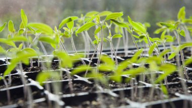 Güneşli bir pencere pervazında plastik bir tepside büyüyen domates tohumları. Bir bahçıvan için tohumdan sebze yetiştirmek en büyük meydan okumadır..