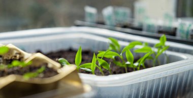 Chili biberleri - Capsicum annuum - artırılmış plastik tepside - pencere kenarında bahçıvanlık. Organ nakline hazır sebze tohumları..