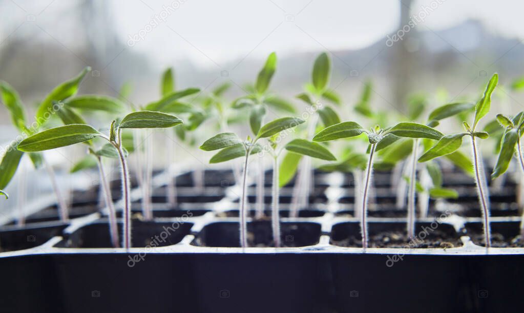 Tomato seedlings growing in a plastic multitray on a sunny windowsill. For a gardener it is the biggest challange to grow vegetables from seeds.