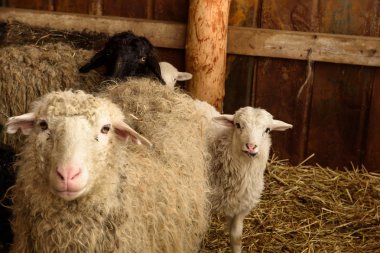 Genç kuzu ve yetişkin koyun