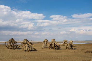 Kütükleri eski ağaçları kum üzerinde