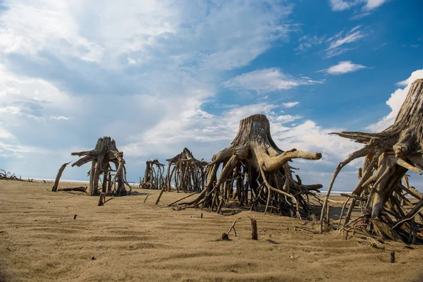 Die Stümpfe alter Bäume im Sand — Stockfoto