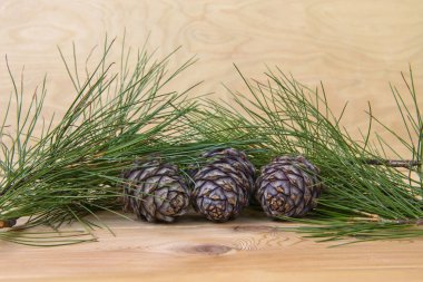 Çam kozalakları ve iğneler portre