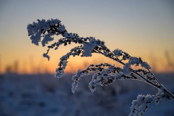Frost Auf Dem Gras Einem Frostigen Morgen Sonnenaufgang Winter — Stockfoto