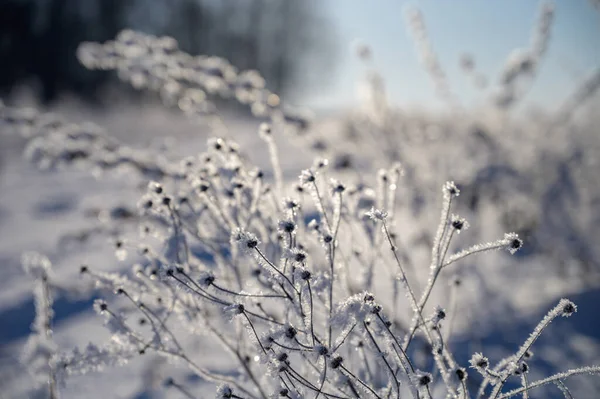 Geada Grama Uma Manhã Gelada Nascer Sol Inverno — Fotografia de Stock