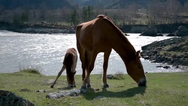 Caballo Potro Mordisquean Hierba Campo Las Montañas — Vídeo de stock