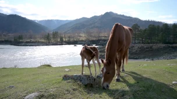 Cavallo Puledro Rosicchiano Erba Campagna Montagna — Video Stock