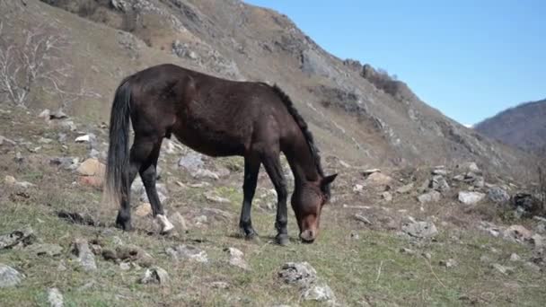 Caballos Pastan Las Tierras Altas Día Soleado — Vídeo de stock