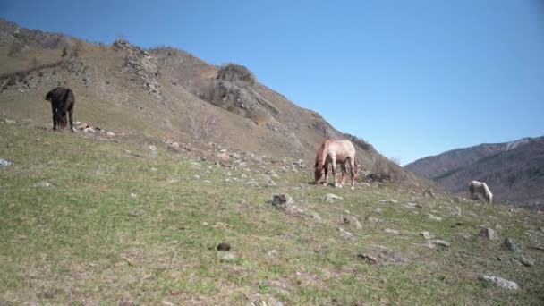 Cavalos Pastam Nas Terras Altas Dia Ensolarado — Vídeo de Stock