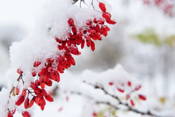 Baga, primeira neve — Fotografia de Stock