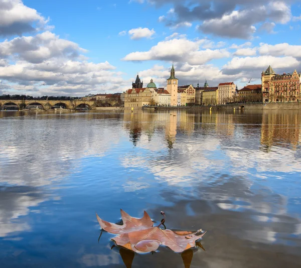 Bladeren op het water — Stockfoto