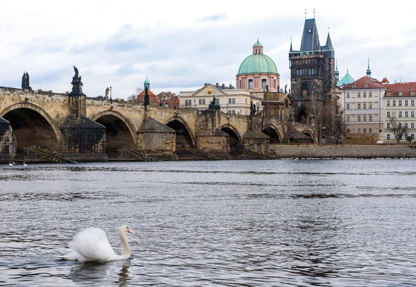 Cisne branco em Praga — Fotografia de Stock