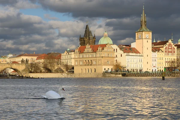 Weißer Schwan in Prag — Stockfoto