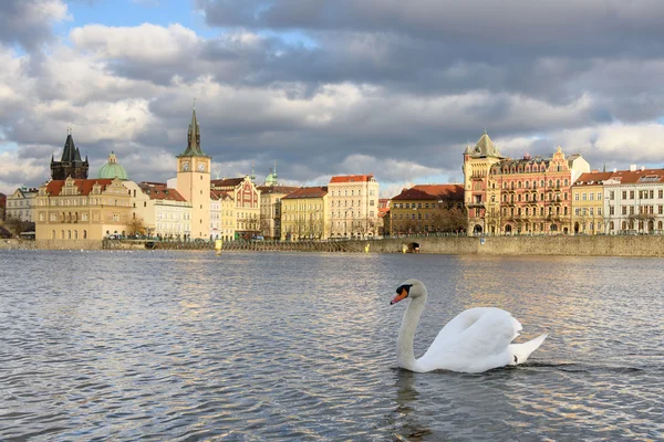 Weißer Schwan in Prag — Stockfoto