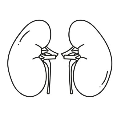 Böbrekler karalama tarzında insan organı