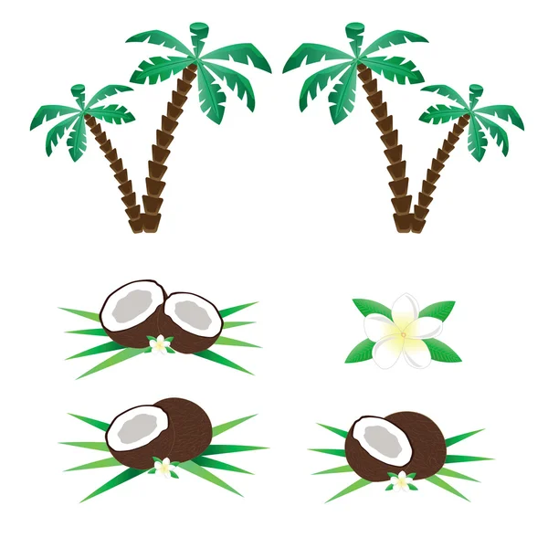 Avuç içi ve hindistancevizi