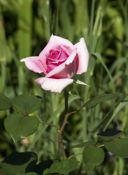 Roze tuin rose — Stockfoto