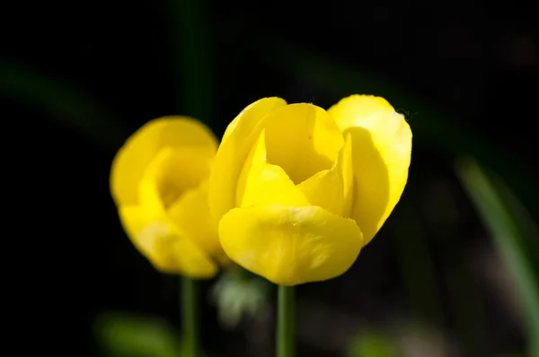 Два желтых тюльпана — стоковое фото
