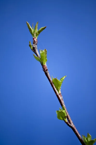 Elma ağacının dalını