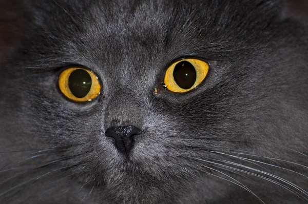 Rosto de gato cinzento — Fotografia de Stock