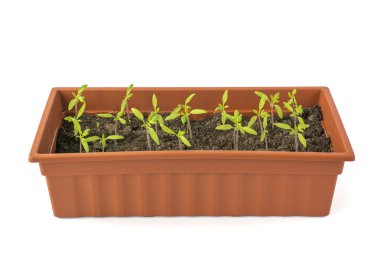 Domates fideleri plastik bir kutu içinde