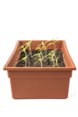 Domates fideleri plastik bir kutu içinde