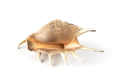 deniz kabuğu beyaz üzerine izole