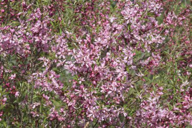 Çiçeği badem ağacı