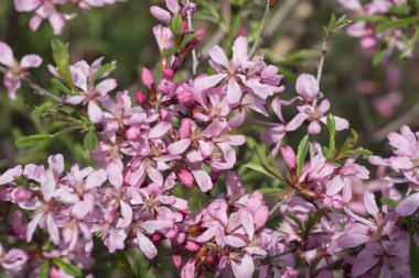 Çiçeği badem ağacı