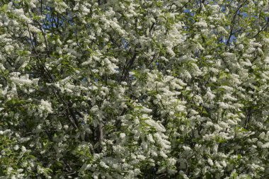 Blossom kuş kiraz ağacı