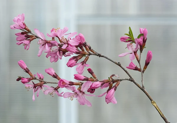 Blossom almond tree branch