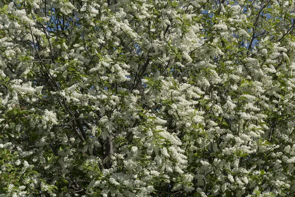 Blossom bird cherry tree — Stockfoto