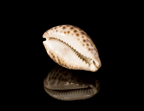 Dotted seashell on a black mirror surface — Stock Photo, Image