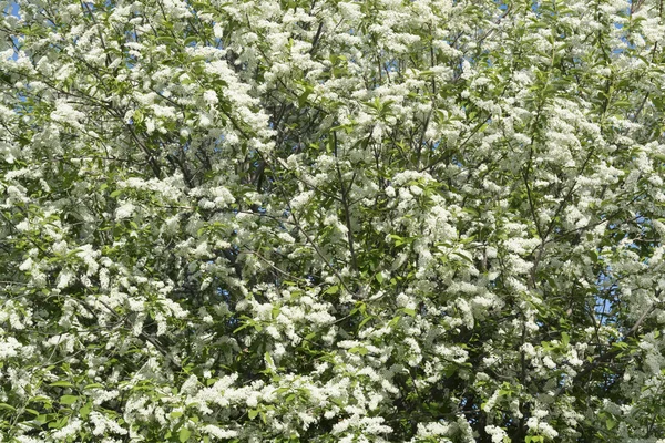 Blossom bird cherry tree — Stock Photo, Image
