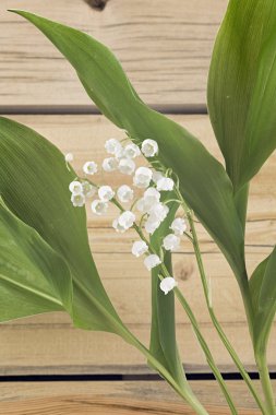 Ahşap duvar arka plan üzerinde vadideki zambak