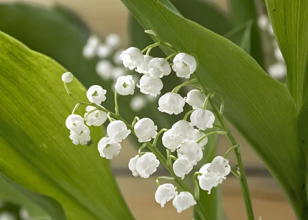 Ahşap duvar arka plan üzerinde vadideki zambak
