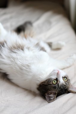 Kedi karışık doğurmak