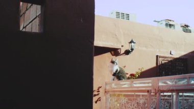 Marakesh, Fas 'ın Medine' si ile geleneksel eski sokaktaki kedi, yavaş çekim, 4k